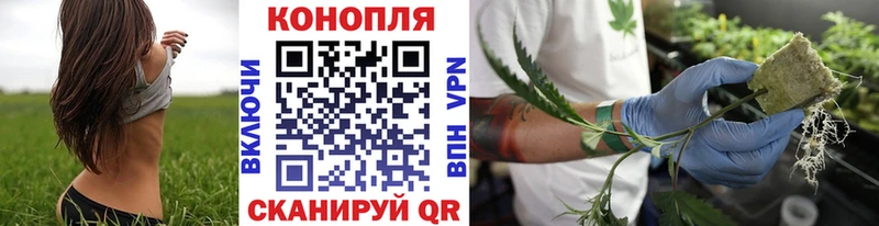 где купить наркотик  darknet клад  Шишки марихуана Ganja  Великий Устюг 